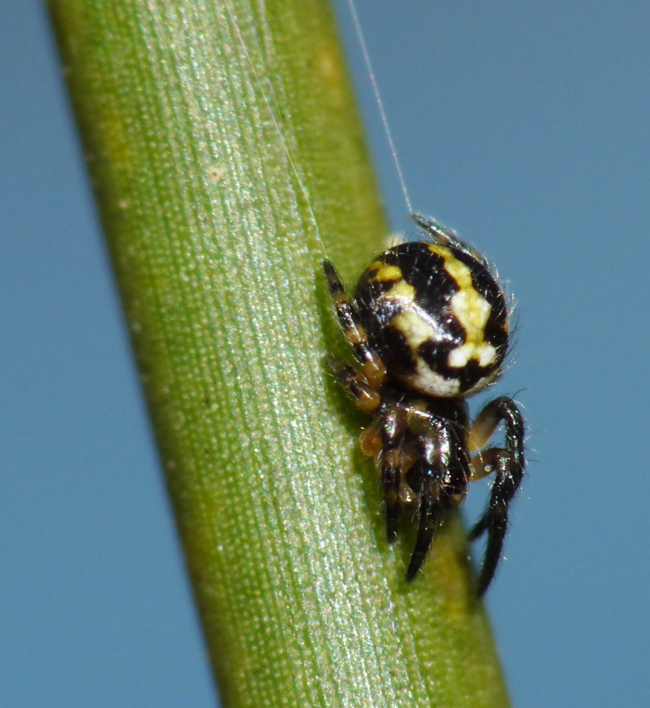 Piccolo ragno (giovane Araneidae?) da identificare